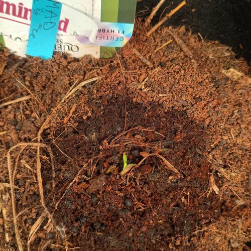 New Dawn. Week 0 - 23/08, 3 days after placing in soil