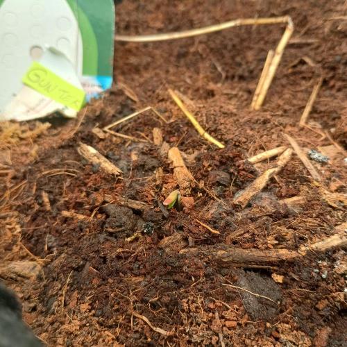 New Dawn. Week 0 - 23/08