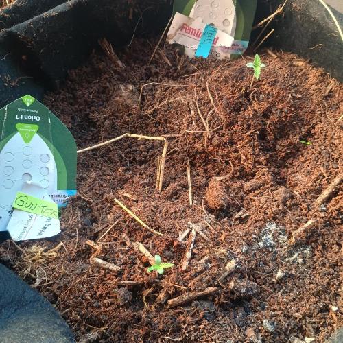 New Dawn. Week 0 - 26/08, 6 days after potting