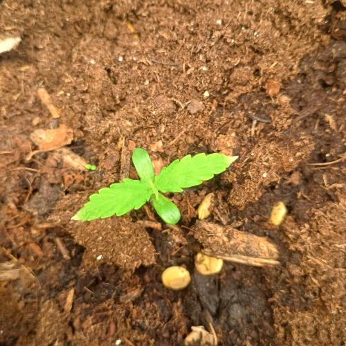 New Dawn. Week 1 - 30/09, Orion F1, discoloration on tips as with all my plants it seems