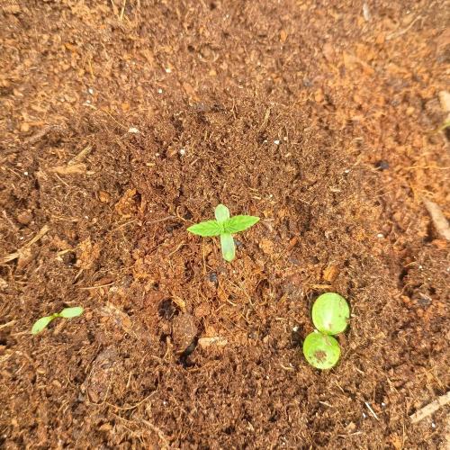 New Dawn. Week 1 - Special Kush #1