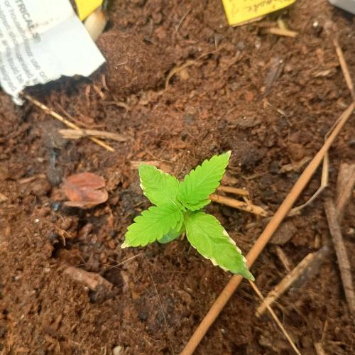 New Dawn. Week 1 - Unknown auto, diamante citron ?