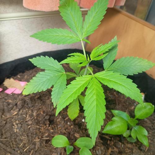 New Dawn. Week 1 - Forbidden fruit