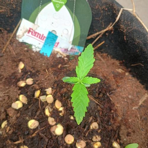 New Dawn. Week 2 - 02/10 Apollo F1