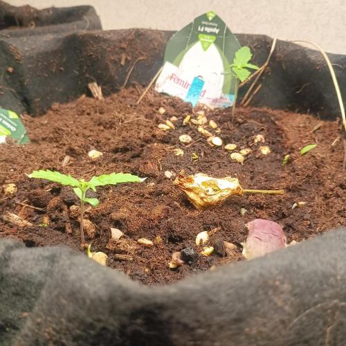 New Dawn. Week 2 - 02/10 both F1 autos