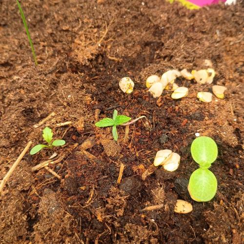 New Dawn. Week 2 - 02/10 Special Kush #1
Sadly this lil one got her stem pinched by a Brute visitor