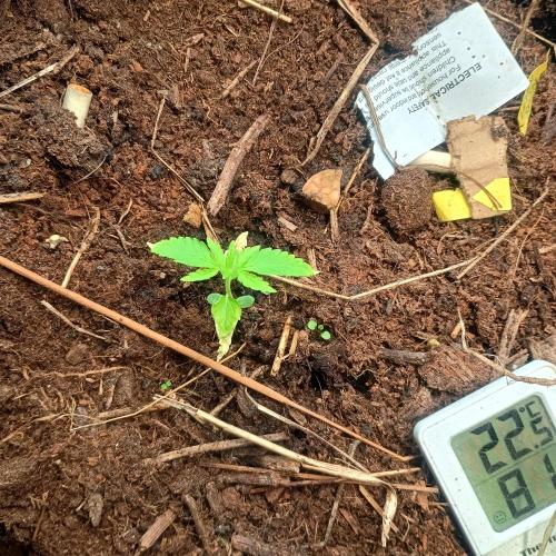 New Dawn. Week 2 - 03/10 diamante citron