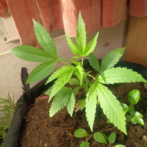 New Dawn. Week 2 - 03/10 forbidden fruit before topping