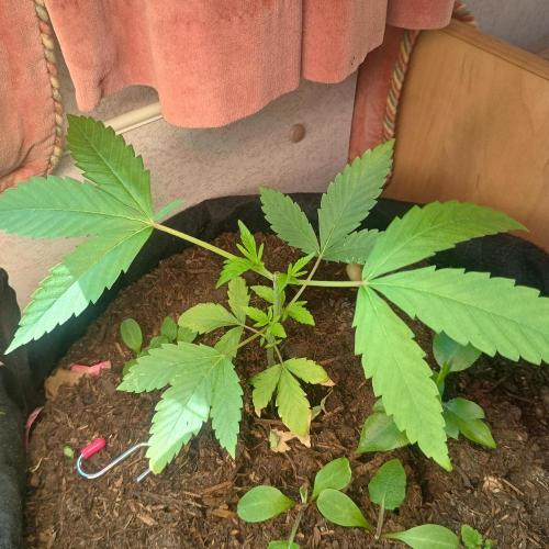 New Dawn. Week 2 - 04/10 forbidden fruit after topping (removing top growth with a pinch)