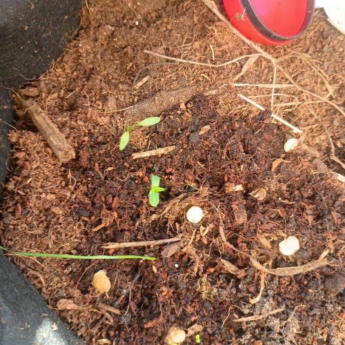 New Dawn. Week 2 - 05/10 Regular KC brains choice 
Seedling has grown quite tall, reaching fo light