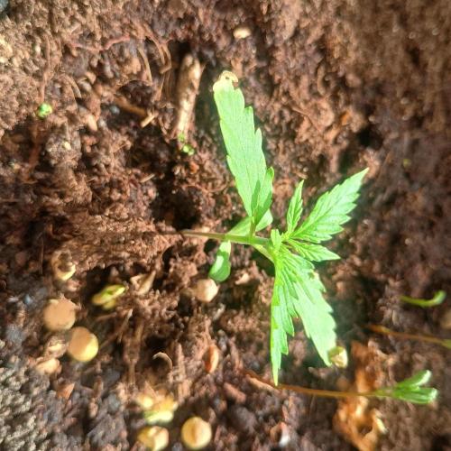 New Dawn. Week 2 - 05/10 Orion