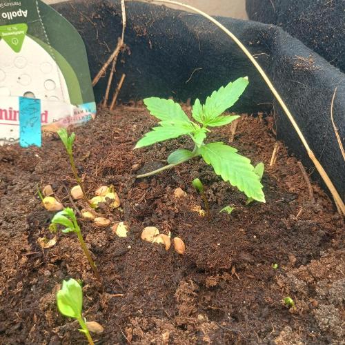 New Dawn. Week 2 - 05/10 Apollo