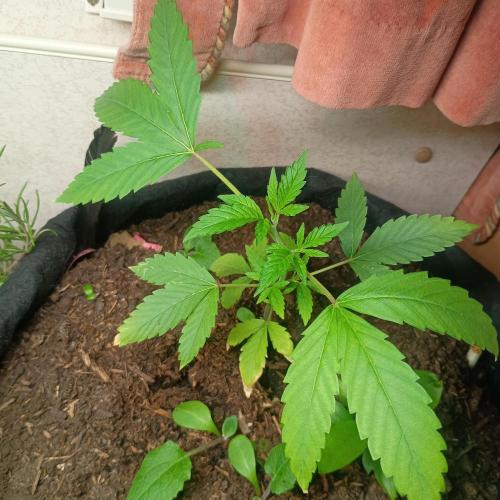 New Dawn. Week 2 - 05/10 forbidden fruit