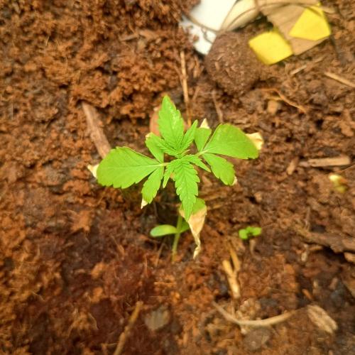 New Dawn. Week 2 - 05/10 diamante citron