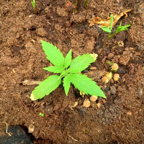 New Dawn. Week 2 - 06/10 orion