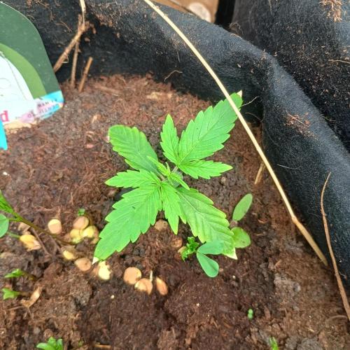 New Dawn. Week 2 - 06/10 apollo