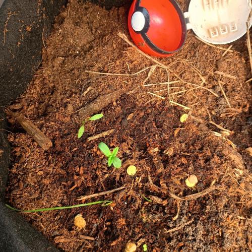 New Dawn. Week 2 - 06/10 brain choice