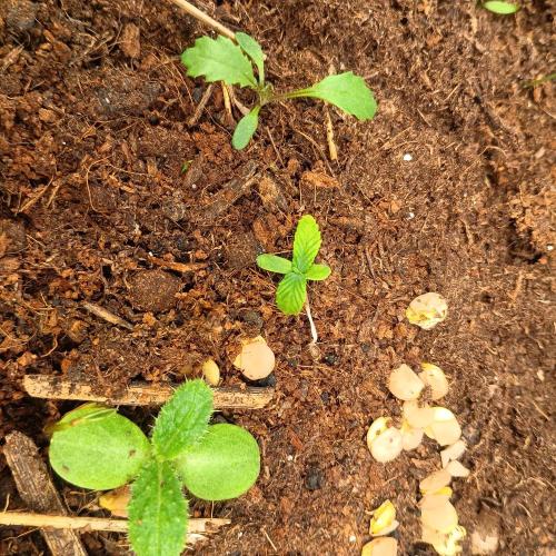 New Dawn. Week 2 - 06/10 special Kush #1
So she is surviving, but stem is very weak, she is laying 