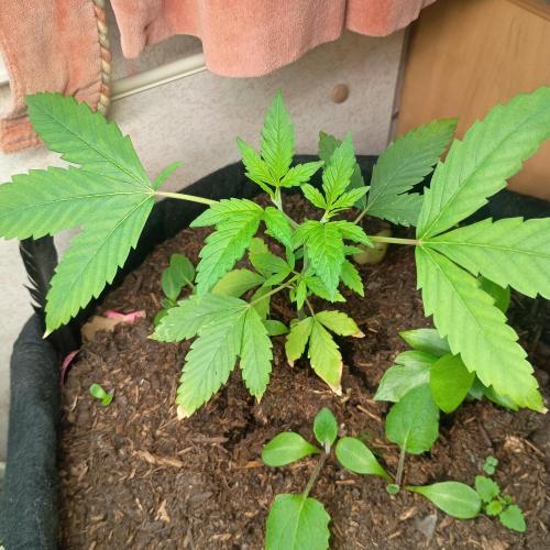 New Dawn. Week 2 - 06/10 forbidden fruit