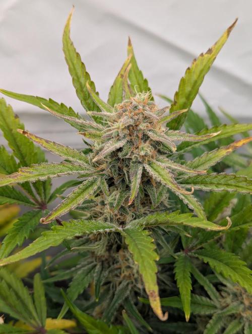 Super Boof feat. Auto Euforia. Week 9 - Super Boof 1 Woche 9