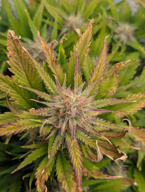 Super Boof feat. Auto Euforia. Week 9 - Super Boof 2 Woche 9