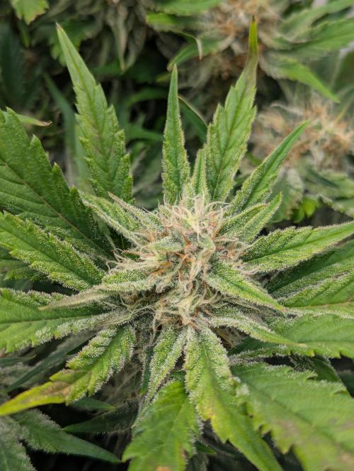 Super Boof feat. Auto Euforia. Week 9 - Super Boof 3 Woche 9