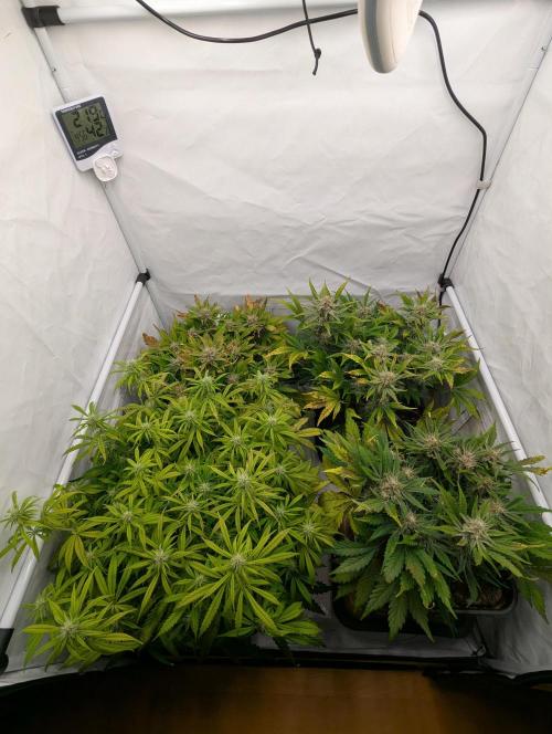 Super Boof feat. Auto Euforia. Week 9 - Woche 9