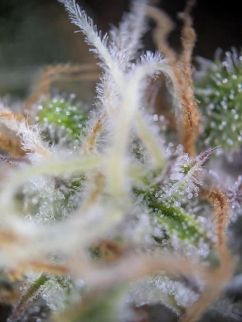 Super Boof feat. Auto Euforia. Week 9 - Super Boof 1