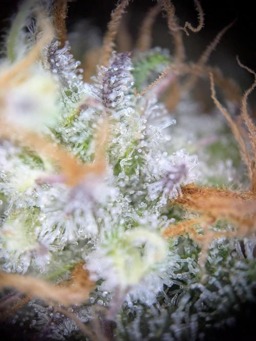 Super Boof feat. Auto Euforia. Week 9 - Super Boof 3