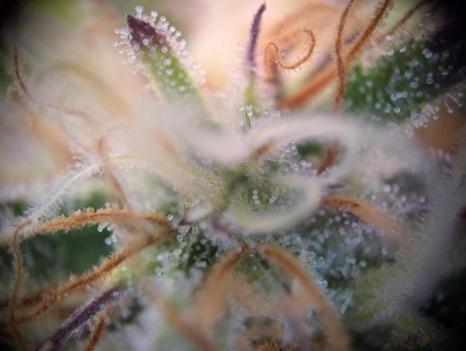 Super Boof feat. Auto Euforia. Week 9 - Super Boof 2