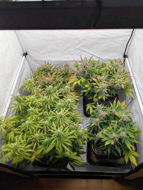 Super Boof feat. Auto Euforia. Week 9 - Ende Woche 9