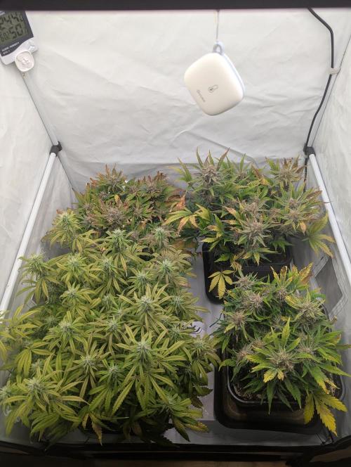 Super Boof feat. Auto Euforia. Week 10