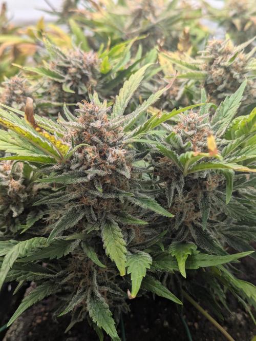 Super Boof feat. Auto Euforia. Week 10