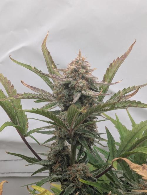 Super Boof feat. Auto Euforia. Week 10