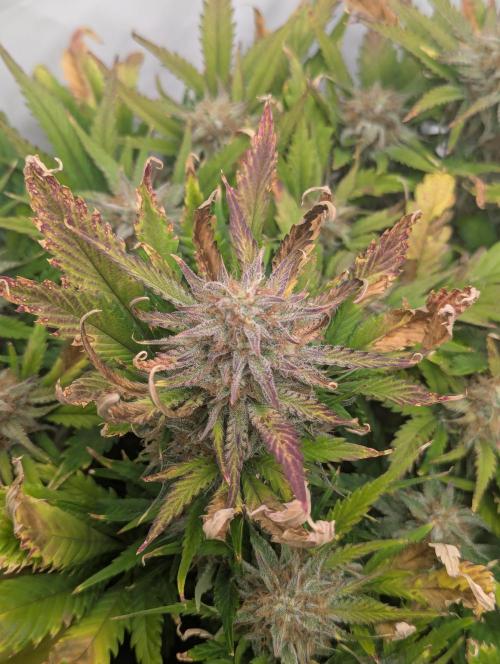 Super Boof feat. Auto Euforia. Week 10