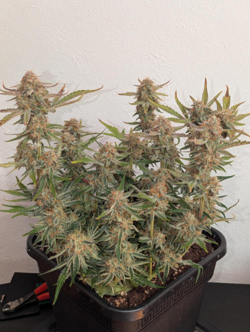 Super Boof feat. Auto Euforia. Week 10