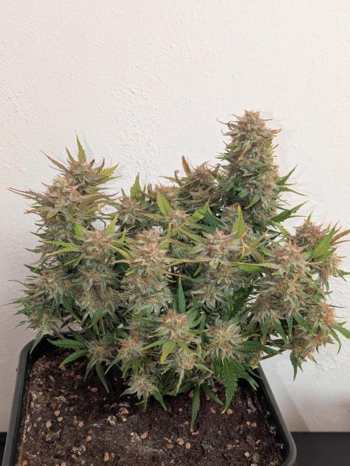 Super Boof feat. Auto Euforia. Week 10