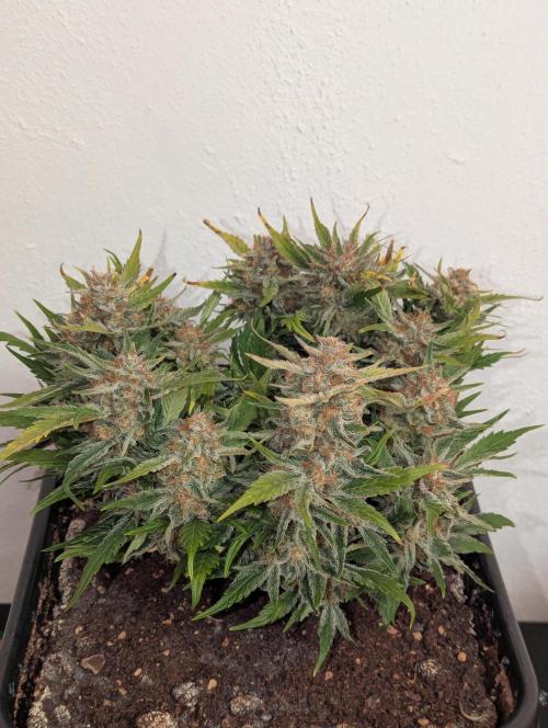 Super Boof feat. Auto Euforia. Week 10