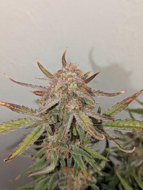 Super Boof feat. Auto Euforia. Week 10