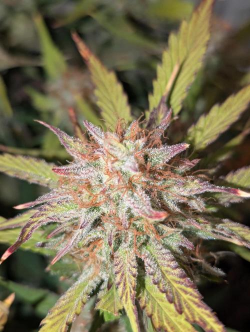 Super Boof feat. Auto Euforia. Week 10