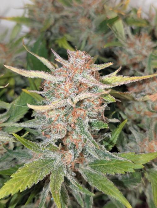 Super Boof feat. Auto Euforia. Week 10