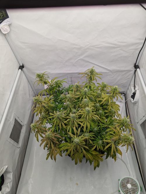 Super Boof feat. Auto Euforia. Week 10 - Mitte Woche 10