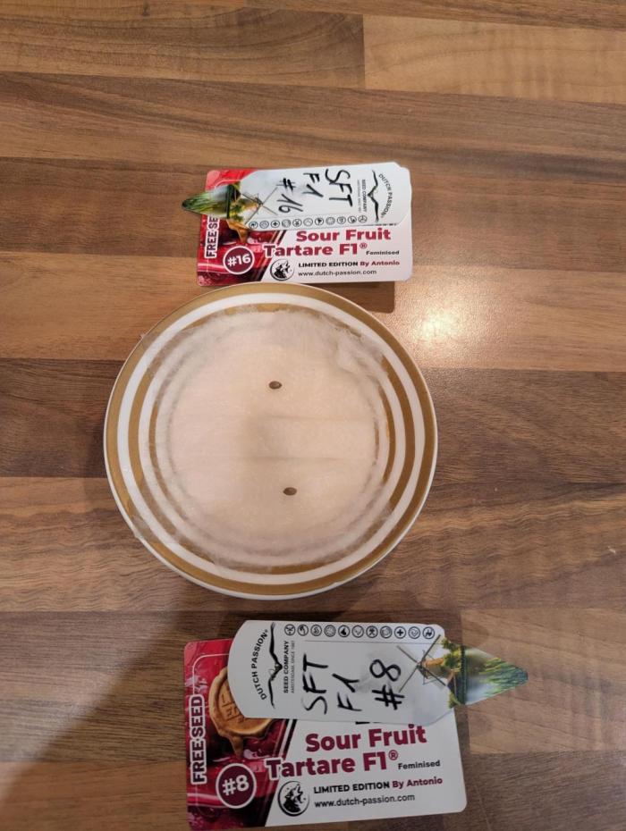 #16 Sour Fruit Tartare. Week 0