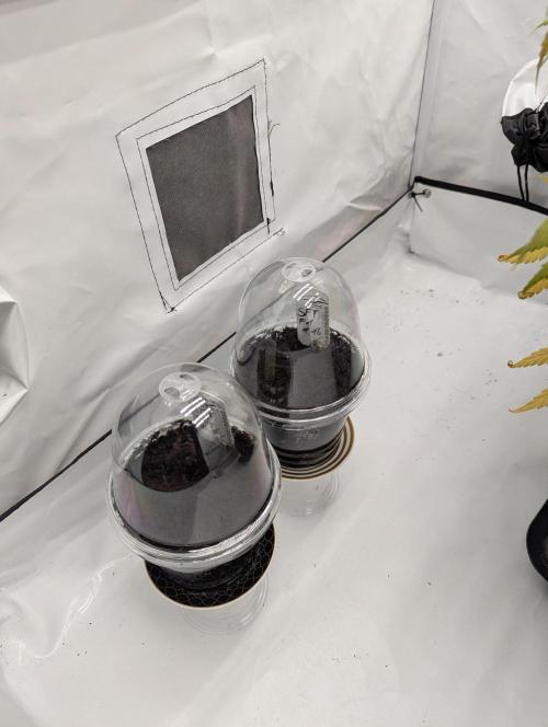 #8 Sour Fruit Tartare. Week 0 - Nach dem vorkeimen direkt in die start Töpfe