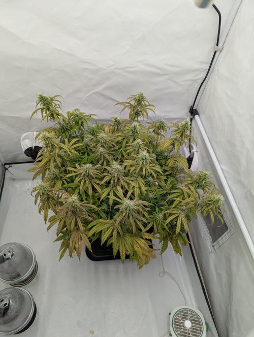 Super Boof feat. Auto Euforia. Week 10 - Mitte Woche 10
Auto Euforia 