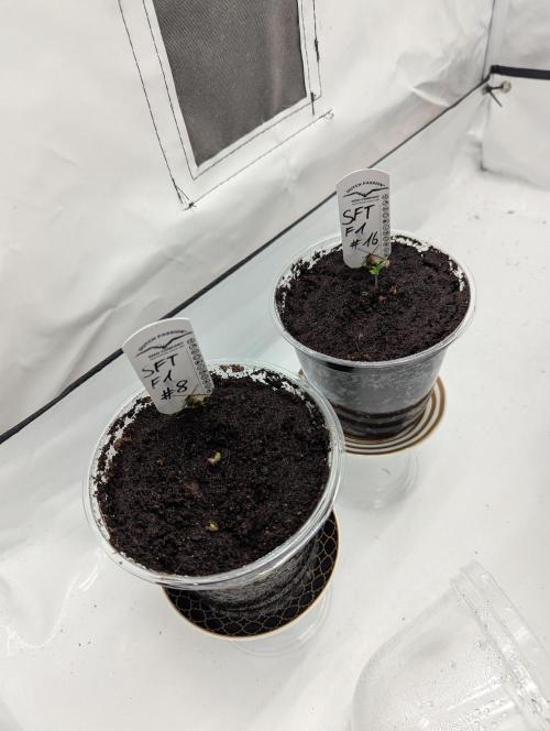 #16 Sour Fruit Tartare. Week 1