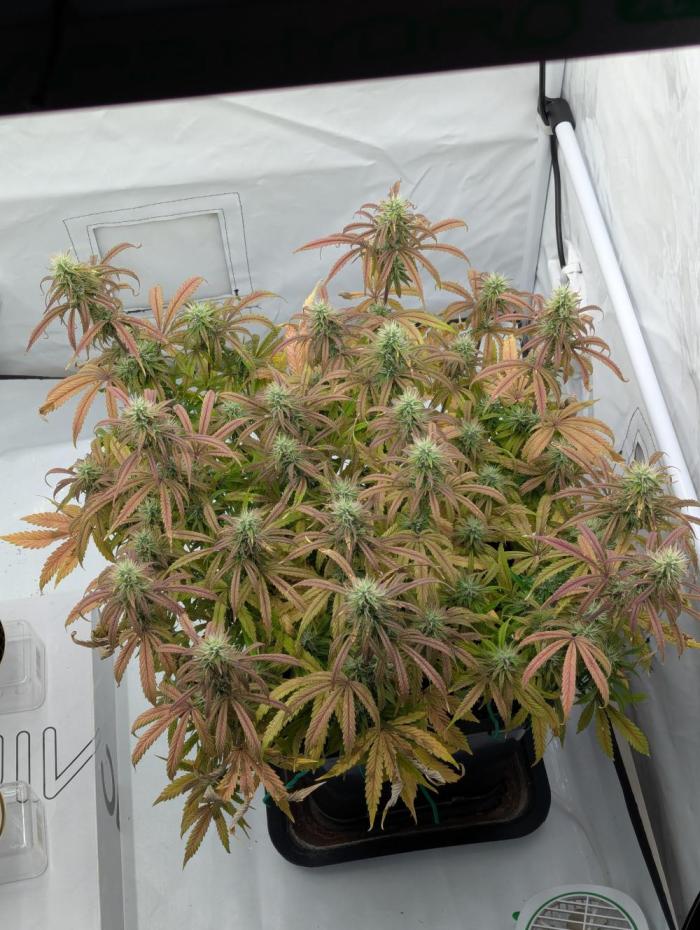 Super Boof feat. Auto Euforia. Week 11