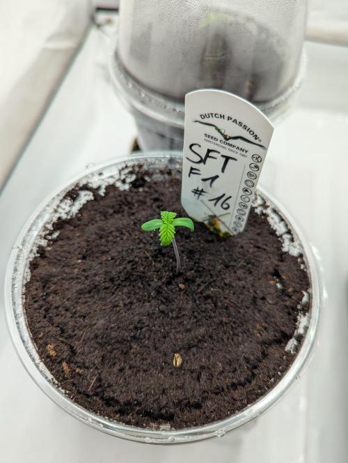 #16 Sour Fruit Tartare. Week 1 - Tag 4