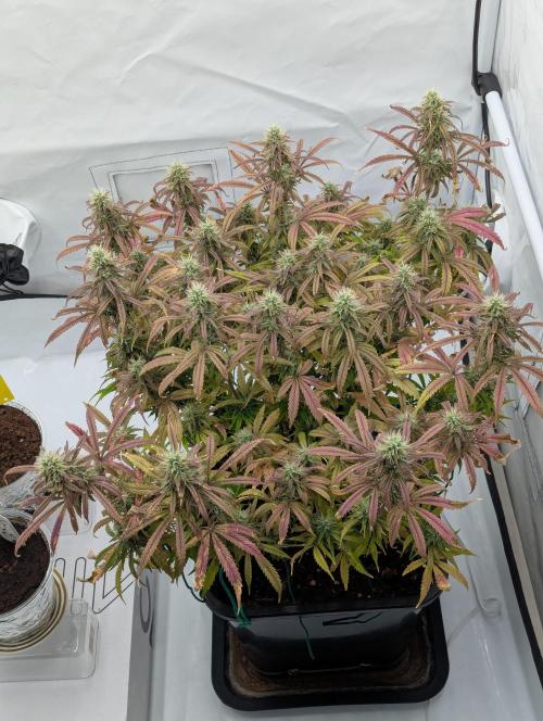 Super Boof feat. Auto Euforia. Week 11 - Mitte Woche 11