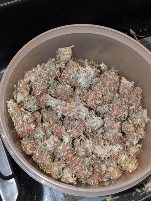 Super Boof feat. Auto Euforia. Week 10